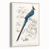Black-Throated Magpie Jay - Romanticism Bird Illustration Wall Art