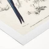 Black-Throated Magpie Jay - Romanticism Bird Illustration Wall Art