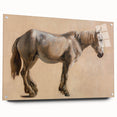 Study of a Grey Horse - Romanticism Art by Jacques-Laurent Agasse