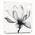Monochrome Lotus Elegance - Modern Living Room Canvas Wall Art