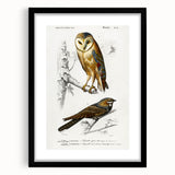 Barn Owl & Nightjar - Romanticism Bird Illustration by Charles d'Orbigny