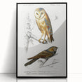Barn Owl & Nightjar - Romanticism Bird Illustration by Charles d'Orbigny