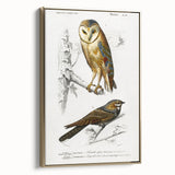 Barn Owl & Nightjar - Romanticism Bird Illustration by Charles d'Orbigny