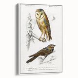 Barn Owl & Nightjar - Romanticism Bird Illustration by Charles d'Orbigny