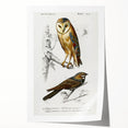 Barn Owl & Nightjar - Romanticism Bird Illustration by Charles d'Orbigny