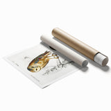 Barn Owl & Nightjar - Romanticism Bird Illustration by Charles d'Orbigny