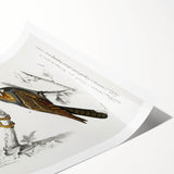 Barn Owl & Nightjar - Romanticism Bird Illustration by Charles d'Orbigny