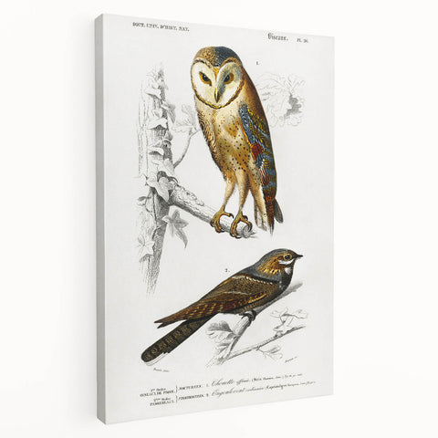 Barn Owl & Nightjar - Romanticism Bird Illustration by Charles d'Orbigny