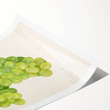 Extra large rolled print featuring line art flowers in black on a white background.