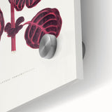 Romanticism Art: "Pink Achyranthes Leaf" Classic Botanical Print