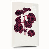 Romanticism Art: "Pink Achyranthes Leaf" Classic Botanical Print