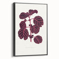Romanticism Art: "Pink Achyranthes Leaf" Classic Botanical Print