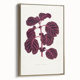 Romanticism Art: "Pink Achyranthes Leaf" Classic Botanical Print