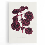 Romanticism Art: "Pink Achyranthes Leaf" Classic Botanical Print