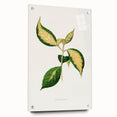 Romanticism Art: "Graptophyllum Pictum Leaf" Botanical Canvas Print