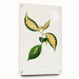 Romanticism Art: "Graptophyllum Pictum Leaf" Botanical Canvas Print