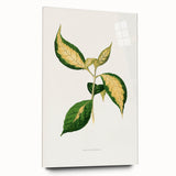 Romanticism Art: "Graptophyllum Pictum Leaf" Botanical Canvas Print