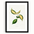 Romanticism Art: "Graptophyllum Pictum Leaf" Botanical Canvas Print