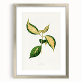 Romanticism Art: "Graptophyllum Pictum Leaf" Botanical Canvas Print
