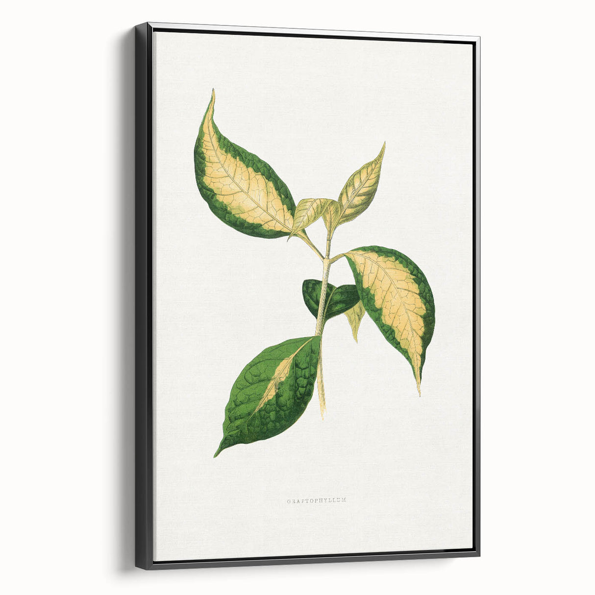 Romanticism Art: "Graptophyllum Pictum Leaf" Botanical Canvas Print