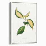 Romanticism Art: "Graptophyllum Pictum Leaf" Botanical Canvas Print