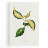 Romanticism Art: "Graptophyllum Pictum Leaf" Botanical Canvas Print