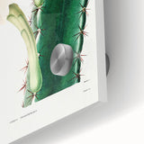 Romanticism Art: "Lady of the Night Cactus" Botanical Canvas Print