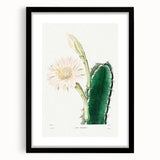 Romanticism Art: "Lady of the Night Cactus" Botanical Canvas Print