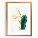 Romanticism Art: "Lady of the Night Cactus" Botanical Canvas Print