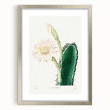 Romanticism Art: "Lady of the Night Cactus" Botanical Canvas Print