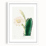Romanticism Art: "Lady of the Night Cactus" Botanical Canvas Print