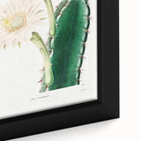 Romanticism Art: "Lady of the Night Cactus" Botanical Canvas Print