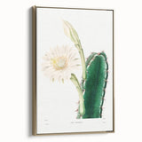 Romanticism Art: "Lady of the Night Cactus" Botanical Canvas Print