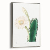 Romanticism Art: "Lady of the Night Cactus" Botanical Canvas Print