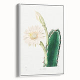 Romanticism Art: "Lady of the Night Cactus" Botanical Canvas Print