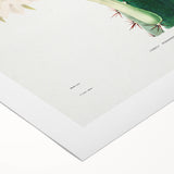 Romanticism Art: "Lady of the Night Cactus" Botanical Canvas Print