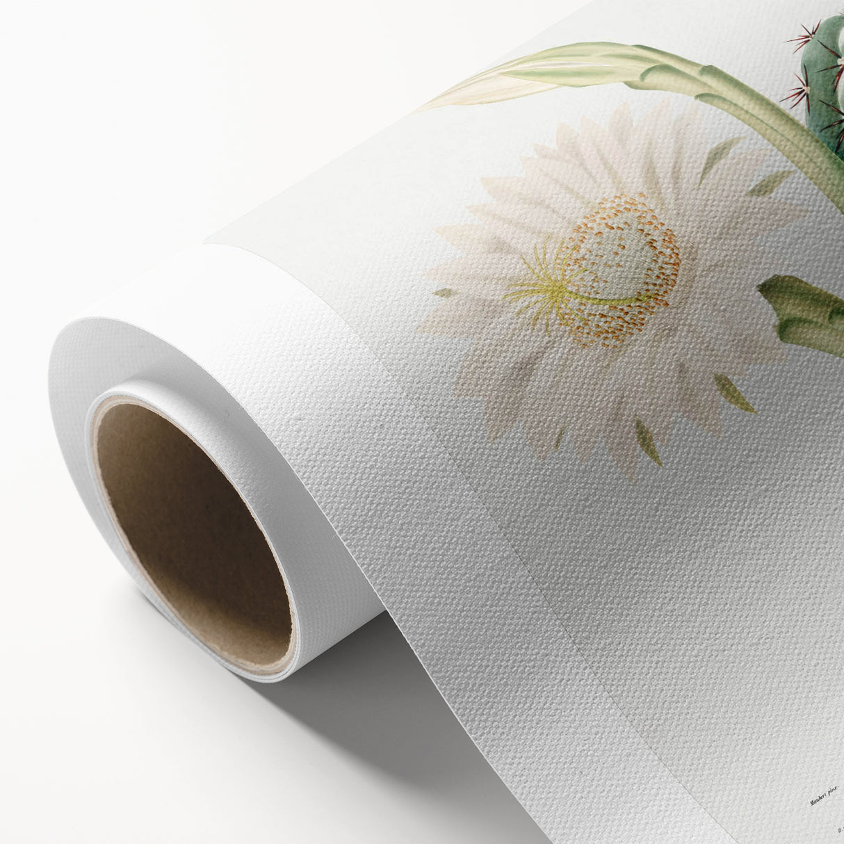 Romanticism Art: "Lady of the Night Cactus" Botanical Canvas Print