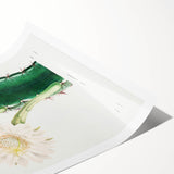 Romanticism Art: "Lady of the Night Cactus" Botanical Canvas Print