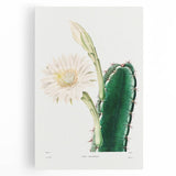 Romanticism Art: "Lady of the Night Cactus" Botanical Canvas Print