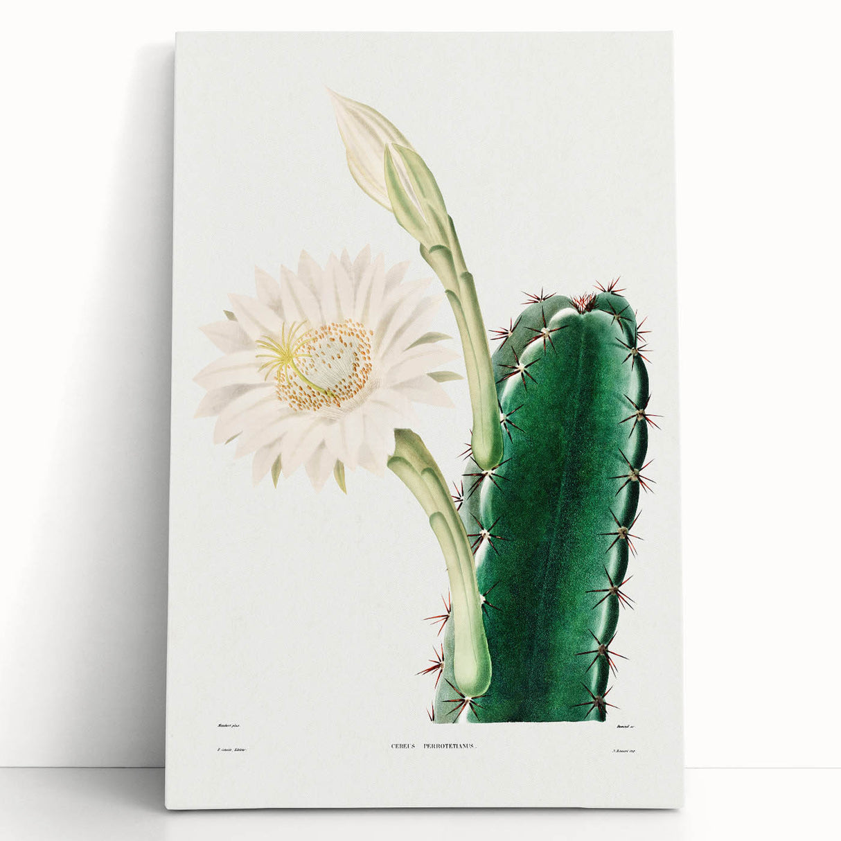 Romanticism Art: "Lady of the Night Cactus" Botanical Canvas Print