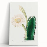 Romanticism Art: "Lady of the Night Cactus" Botanical Canvas Print