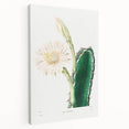 Romanticism Art: "Lady of the Night Cactus" Botanical Canvas Print