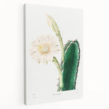 Romanticism Art: "Lady of the Night Cactus" Botanical Canvas Print