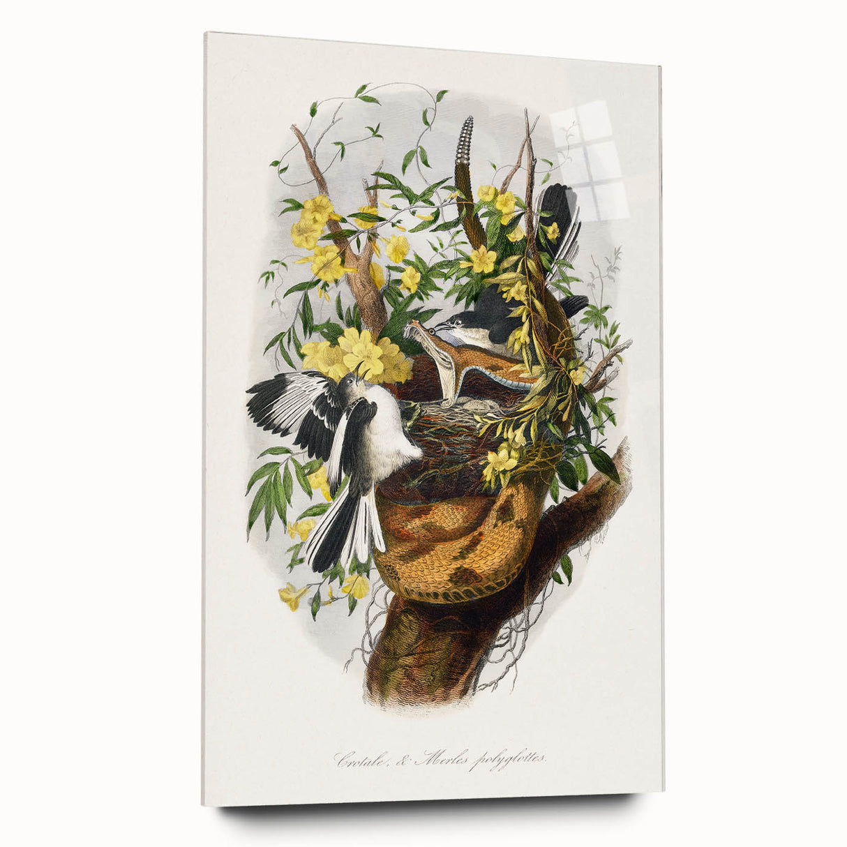 Romanticism Art: "Northern Mockingbird & Snake" Wildlife Canvas Print