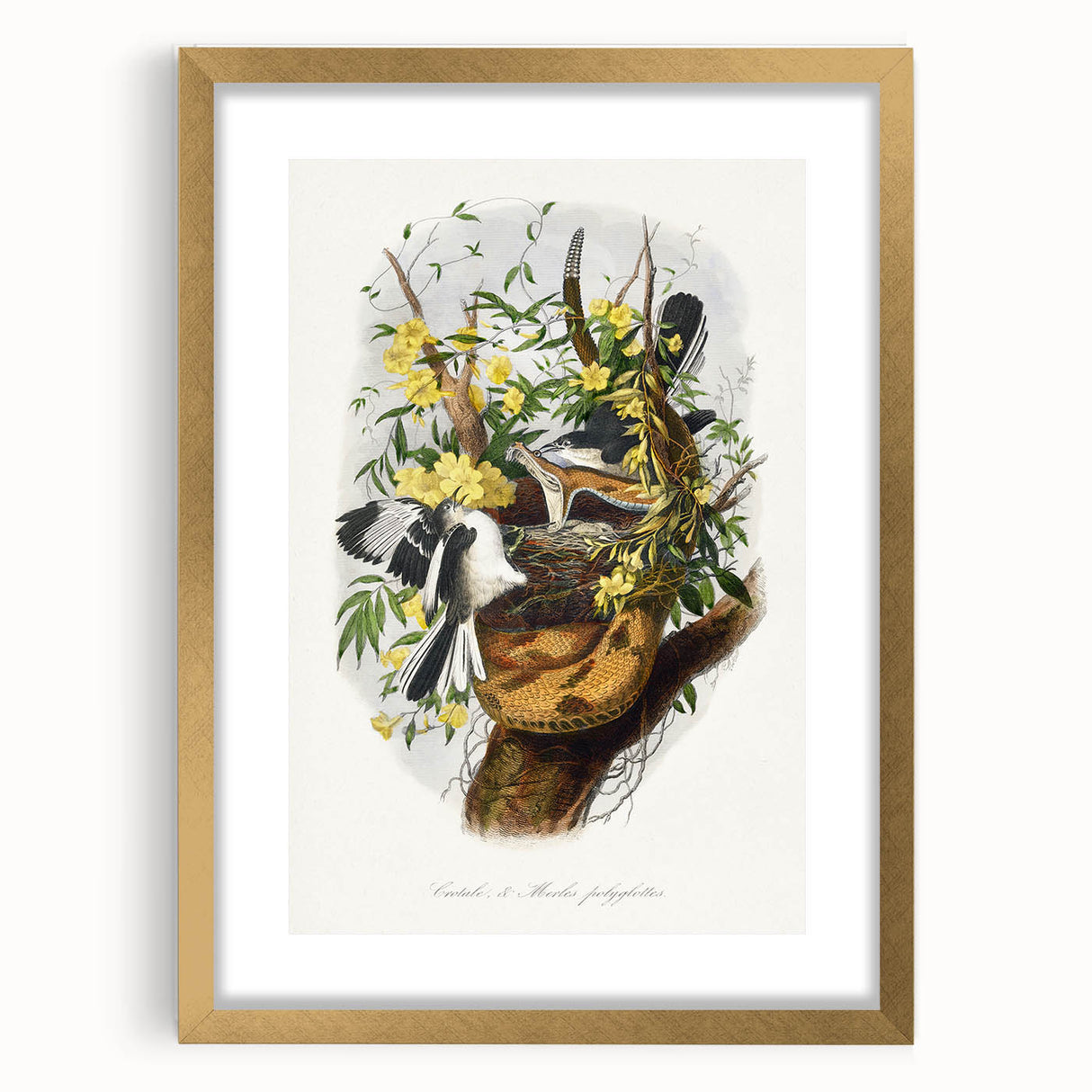 Romanticism Art: "Northern Mockingbird & Snake" Wildlife Canvas Print