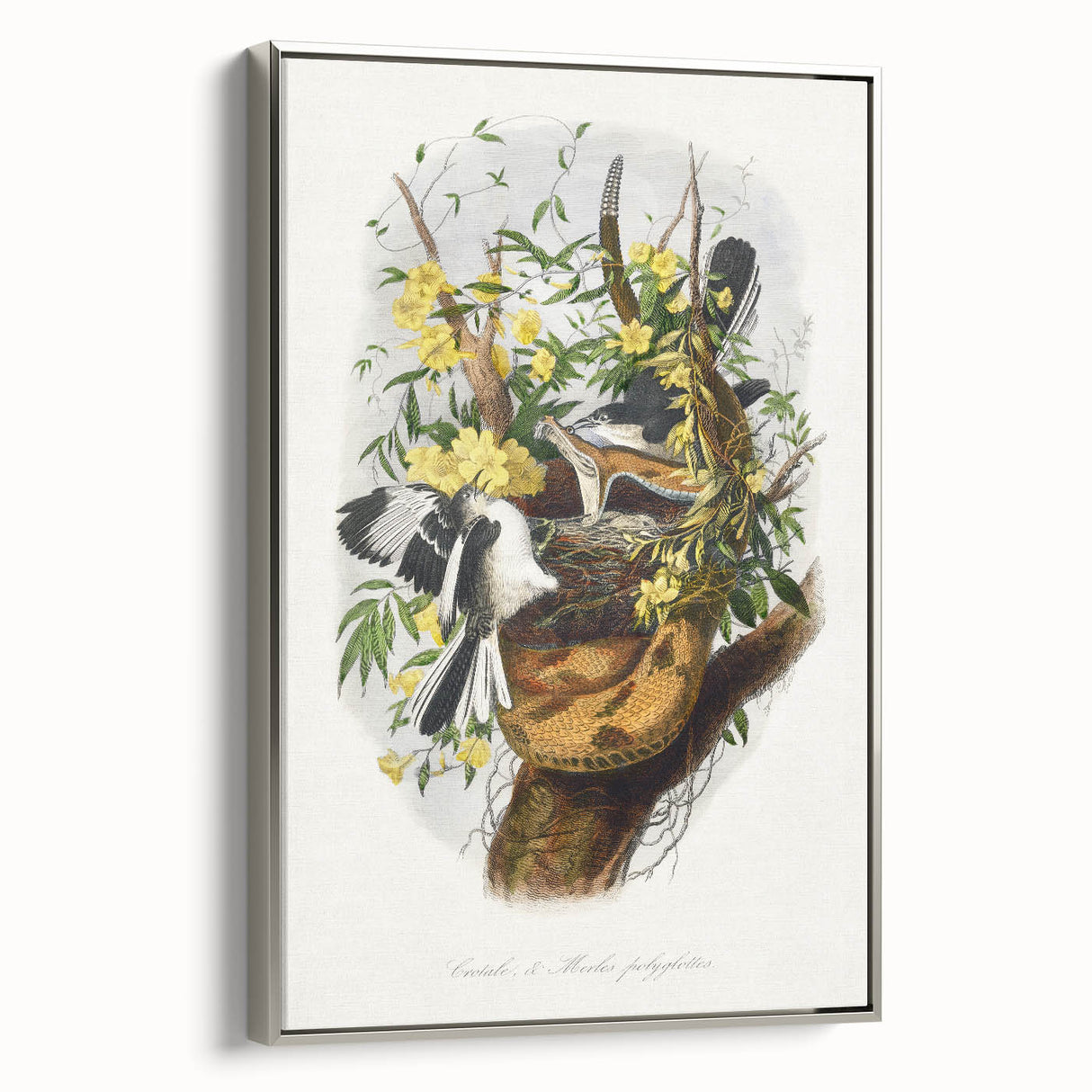 Romanticism Art: "Northern Mockingbird & Snake" Wildlife Canvas Print