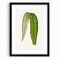 Romanticism Art: "Dracaena Leaf" Botanical Canvas Print