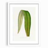Romanticism Art: "Dracaena Leaf" Botanical Canvas Print