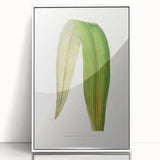 Romanticism Art: "Dracaena Leaf" Botanical Canvas Print