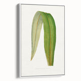 Romanticism Art: "Dracaena Leaf" Botanical Canvas Print